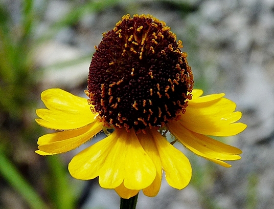 {Helenium flexuosum}